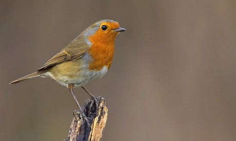 Robin