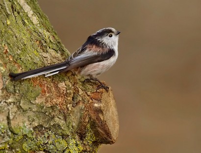 Long Tailed Tit