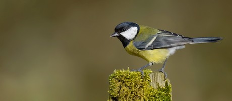 Great Tit