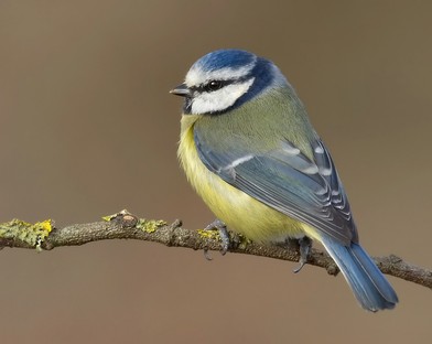 Blue Tit