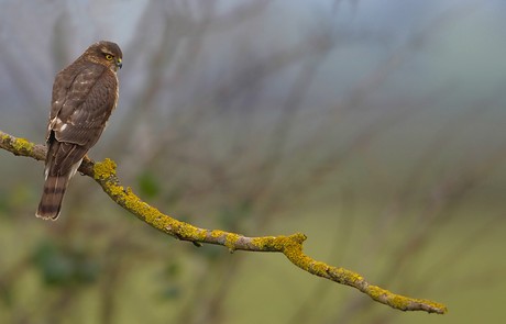 Sparrowhawk