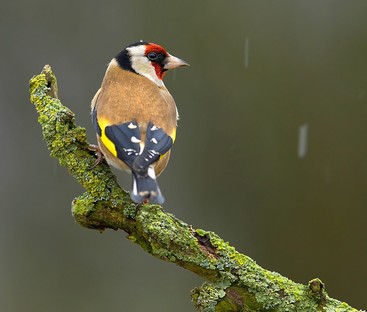 Goldfinch