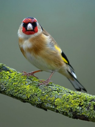 Goldfinch