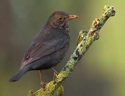 Female Blackbird