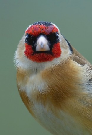 Goldfinch