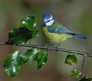 Blue Tit