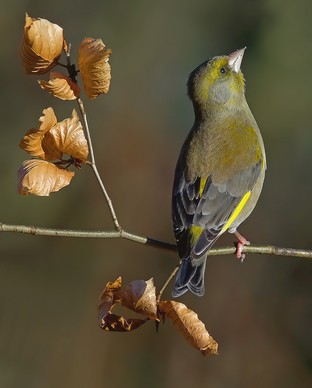 Greenfinch