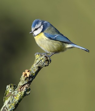 Blue Tit