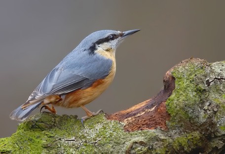 Nuthatch