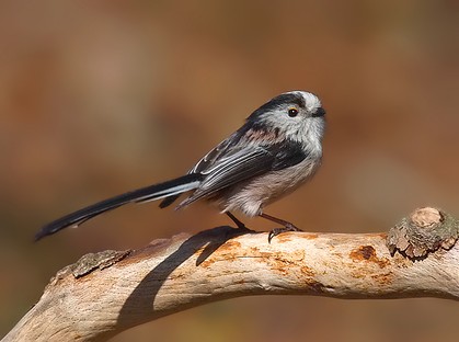 Long Tailed Tit