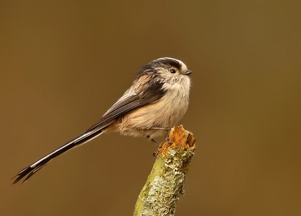 Long Tailed Tit