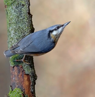 Nuthatch