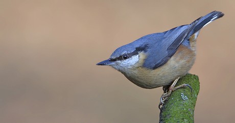 Nuthatch