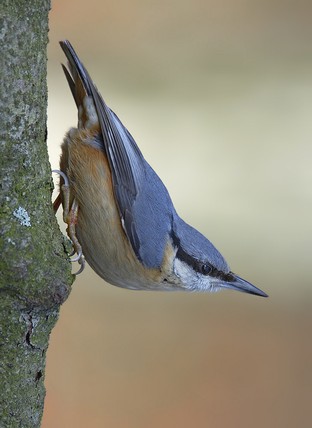 Nuthatch