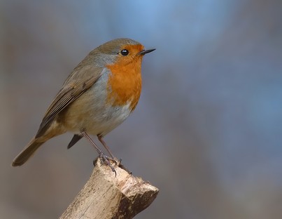 Robin