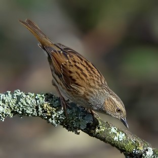 Dunnock