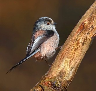 Long Tailed Tit