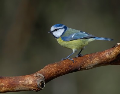 Blue Tit