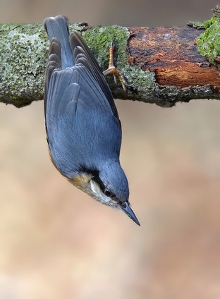 Nuthatch