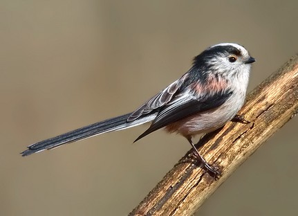 Long Tailed Tit