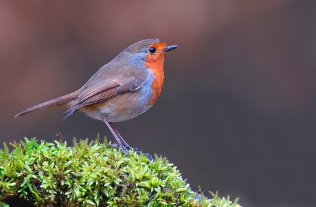 Robin