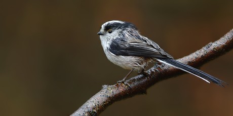 Long Tailed Tit