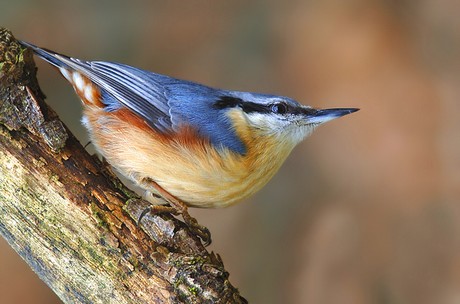 Nuthatch