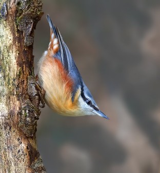 Nuthatch