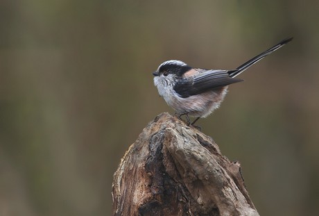 Long Tailed Tit