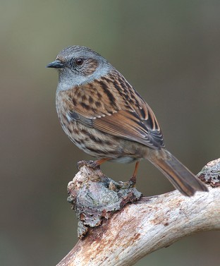 Dunnock