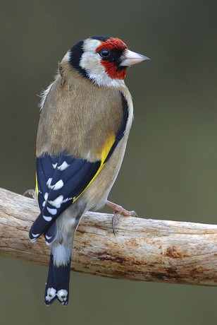 Goldfinch