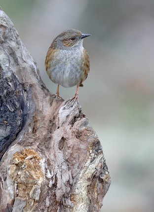 Dunnock