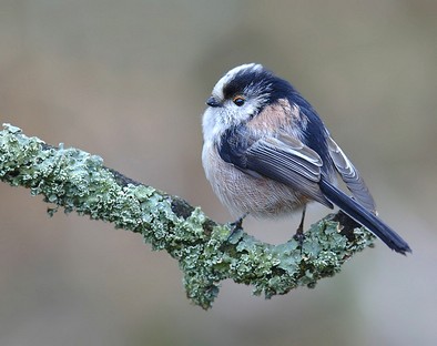 Long Tailed Tit