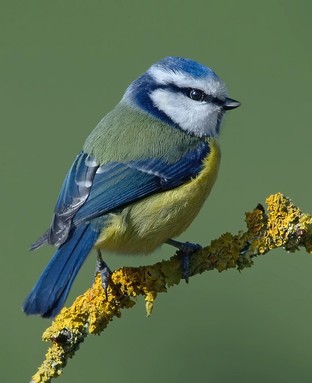 Blue Tit