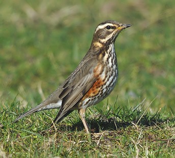 Redwing