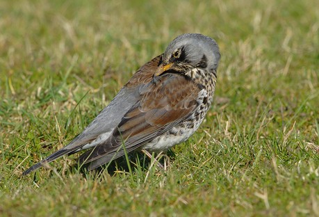 Fieldfare