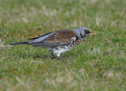 Fieldfare