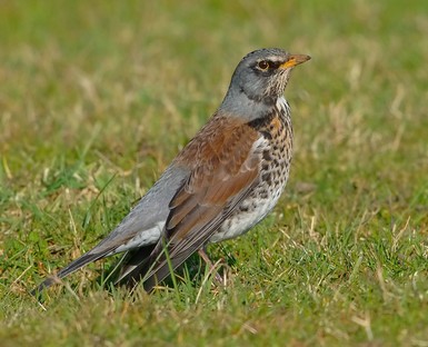 Fieldfare