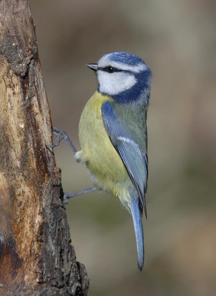 Blue Tit