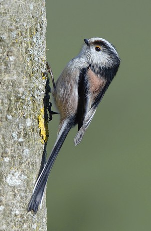 Long Tailed Tit