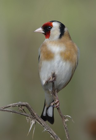 Goldfinch