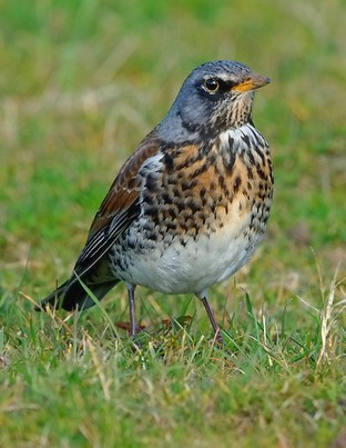 Fieldfare