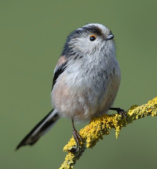 Long Tailed Tit