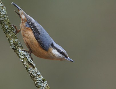 Nuthatch