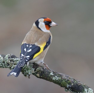 Goldfinch