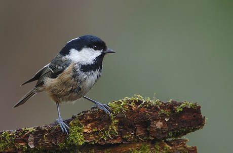 Coal Tit