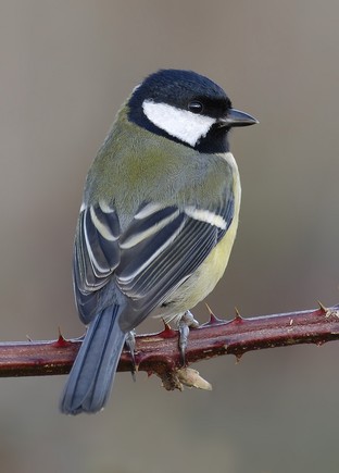 Great Tit