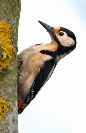 Great Spotted Woodpecker