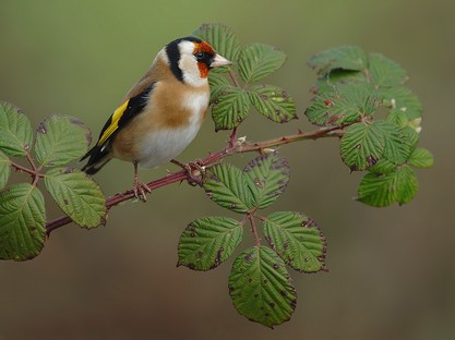 Goldfinch