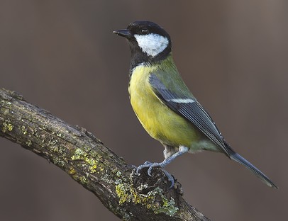 Great Tit